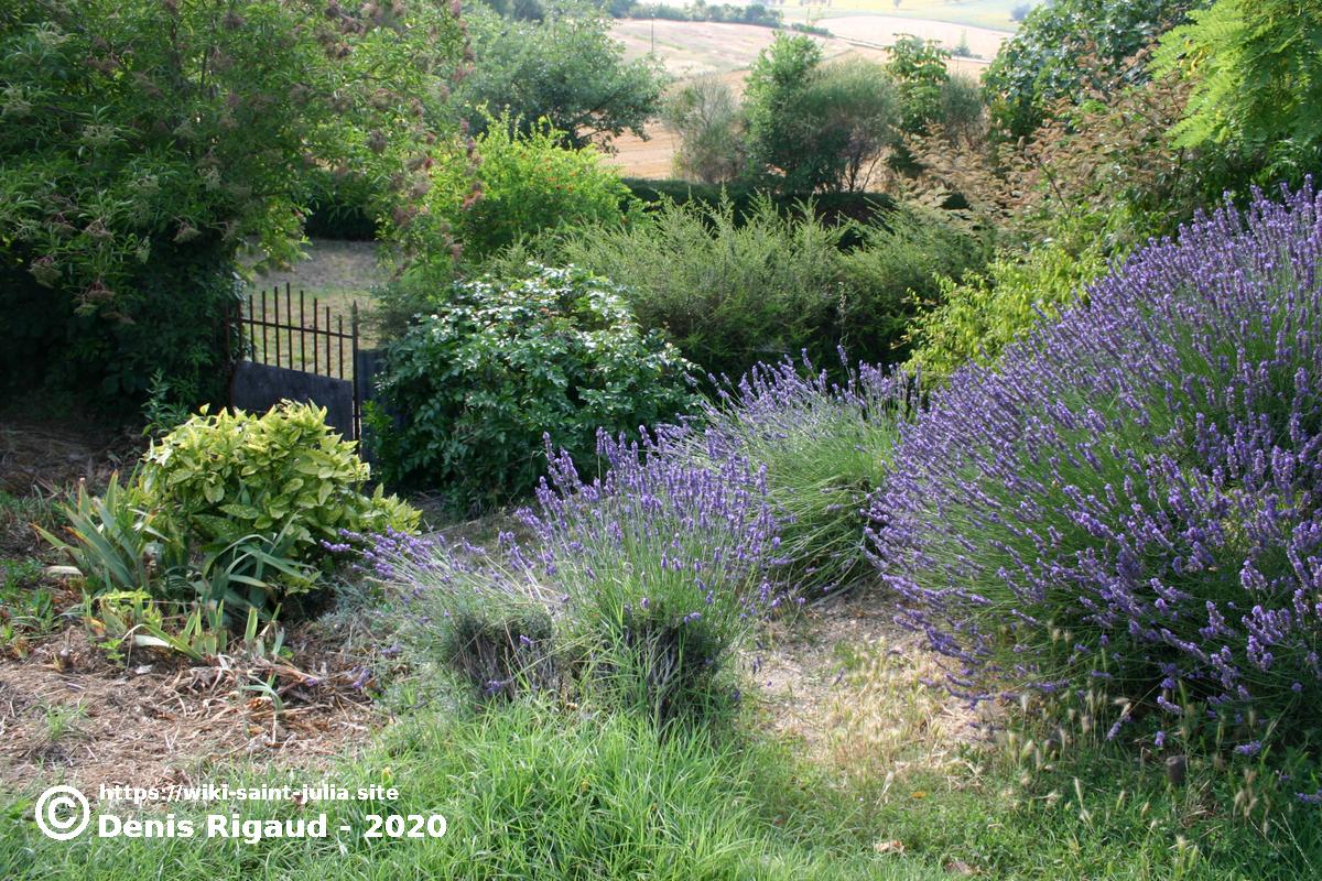 2005_07jardin_de_denise_img_5637cor.jpg