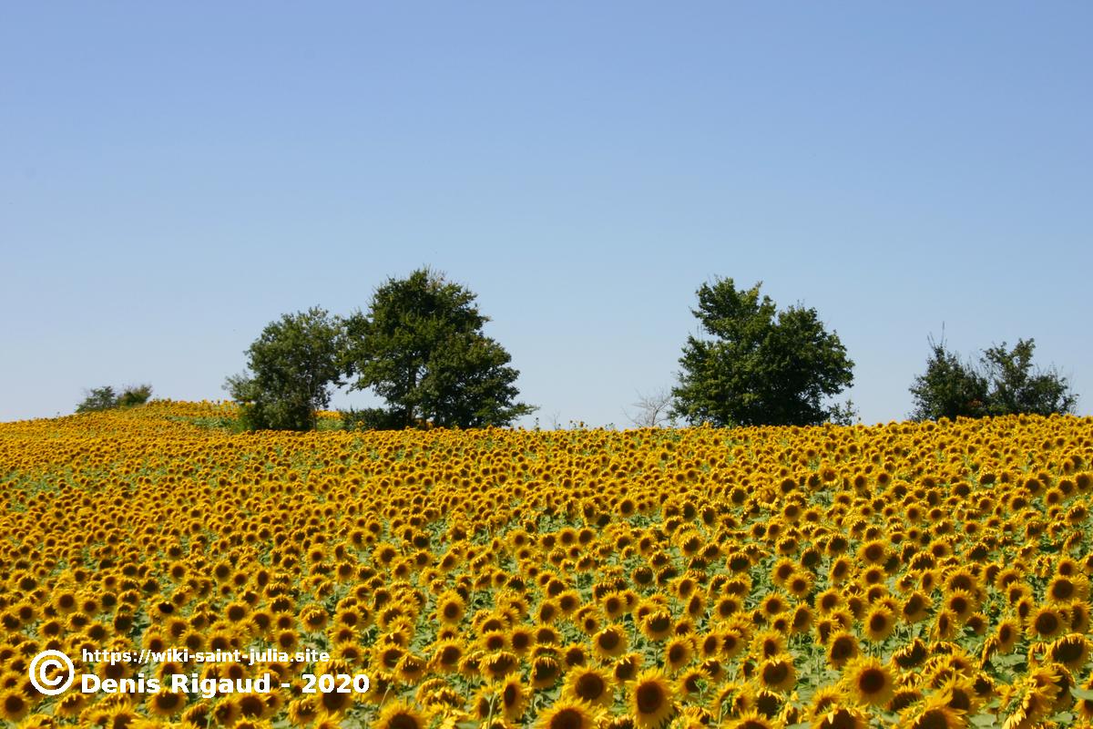 2008_aout_tournesols_img_0798cor.jpg