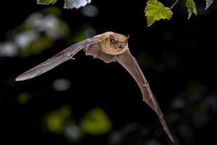 oiseau_nocturne.jpg