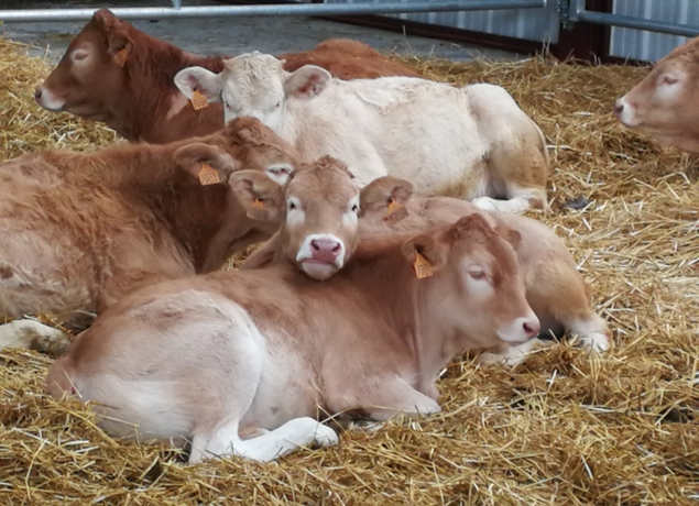 garrevaques_20260606_fermes_labouriette_vaches.jpg