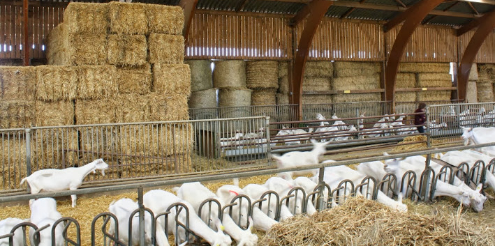falga_20260606_fermes_cabriole_chevres.jpg