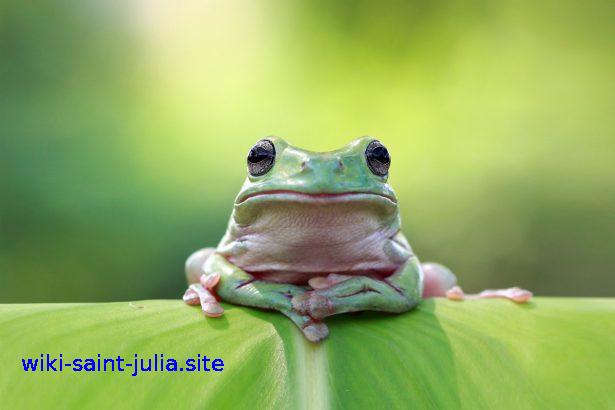 moustique_grenouille.jpg
