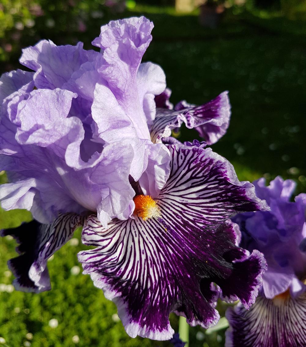 rol_20200505_muriel_iris_04_r.jpg