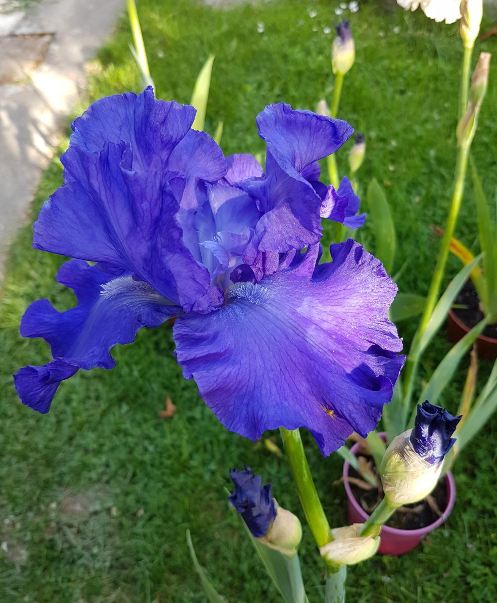 rol_20200505_muriel_iris_03_r.jpg