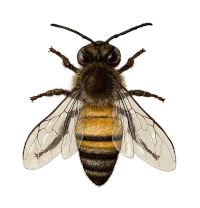 stjulia_20210907_abeille_r200.png