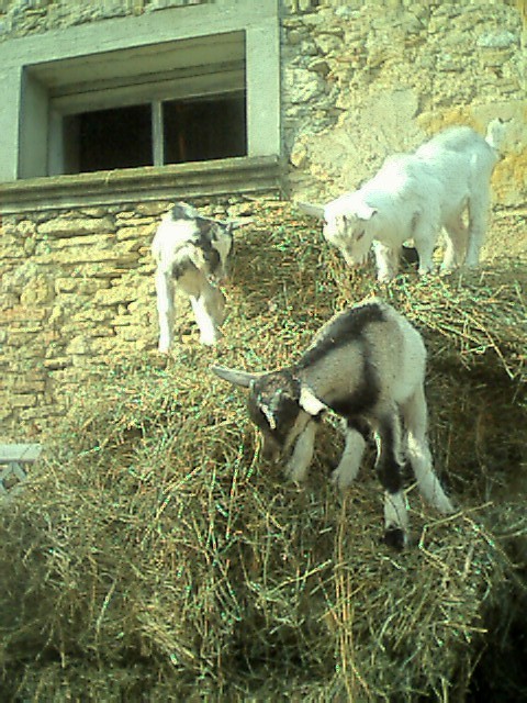 stjulia_ferme_enouxet.jpg