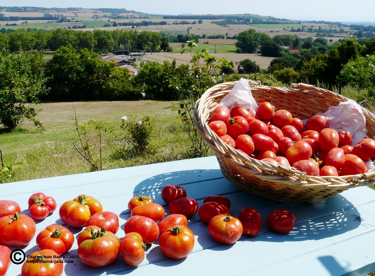 stjulia_20230729_tomates.jpg