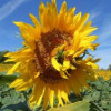 ferme_de_la_coste_tournesol_car100.jpg