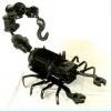 stjulia_insectmania_car100.jpg