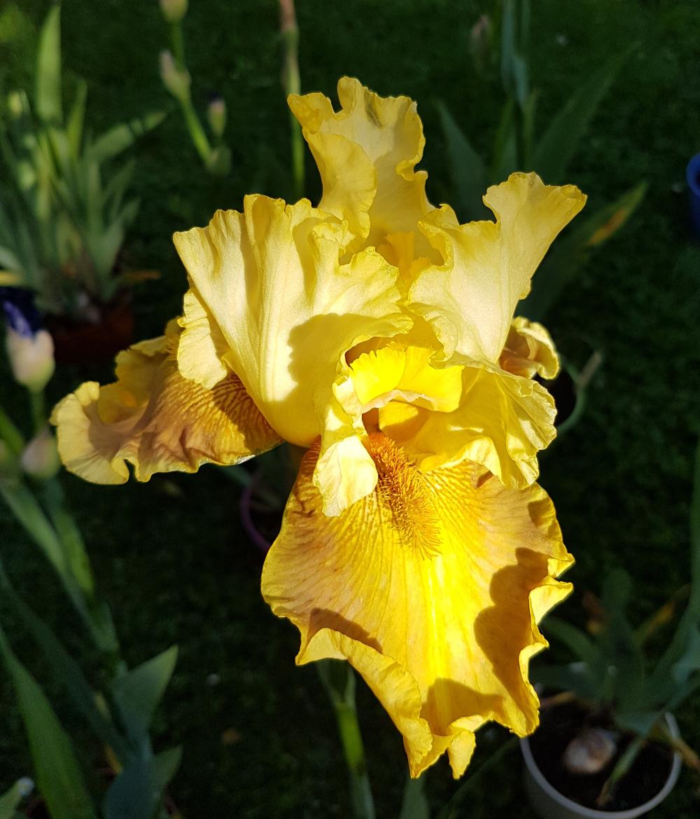 rol_20200505_muriel_iris_01_r.jpg