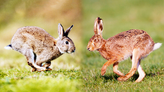 lapin-lievre_photo.jpg