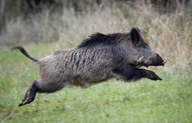 chasse_sanglier.jpg