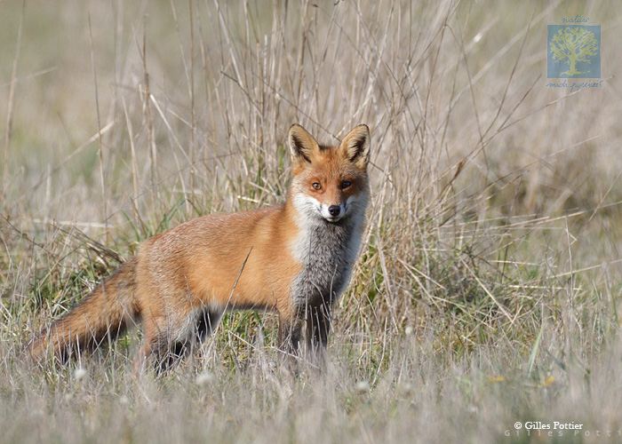 chasse_renard.jpg