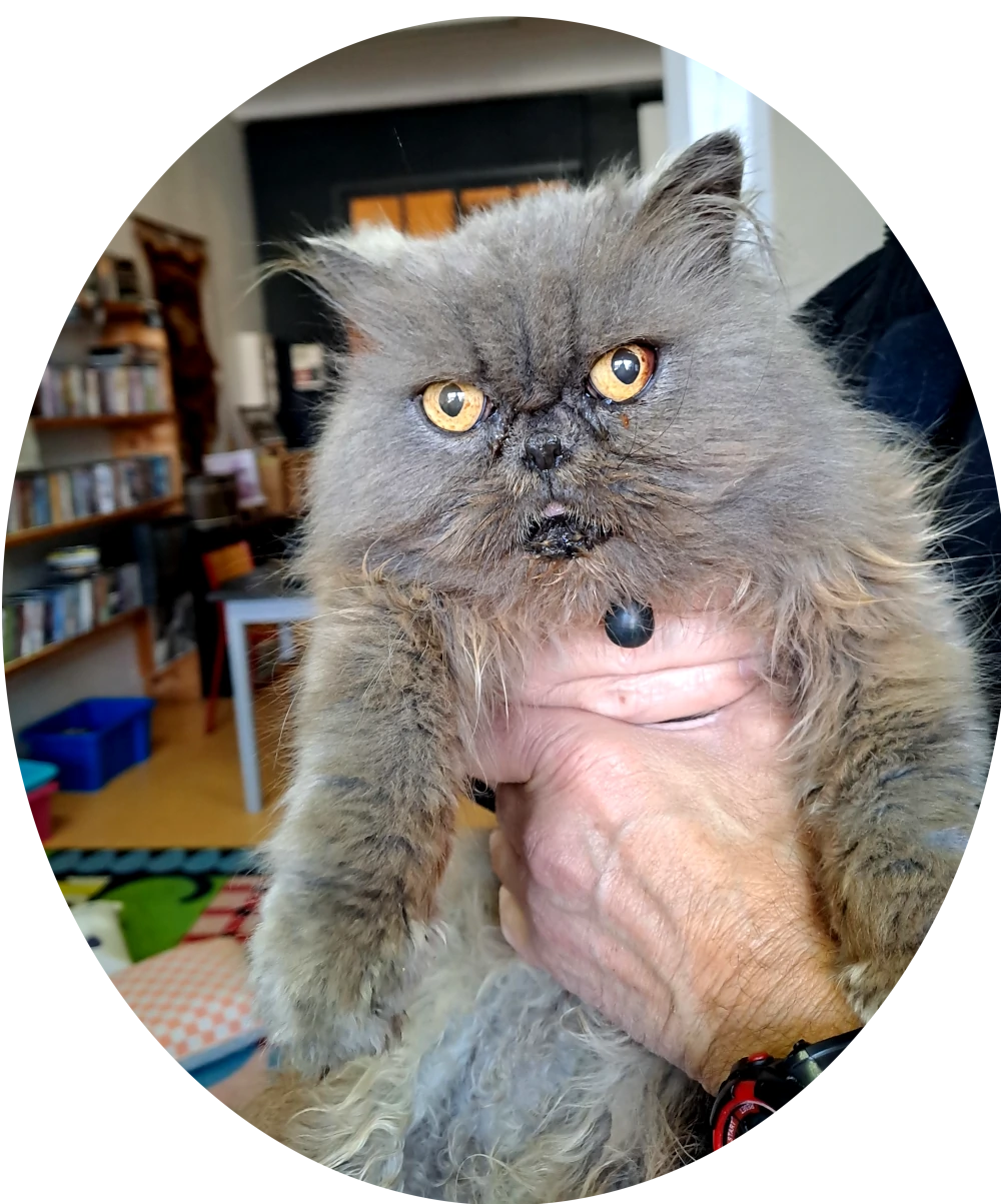 stjulia_20251107_un_chat_a_la_recreation.webp