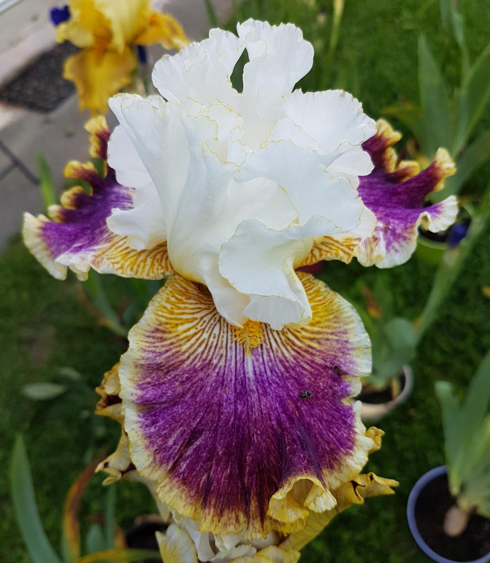 rol_20200505_muriel_iris_02_r.jpg