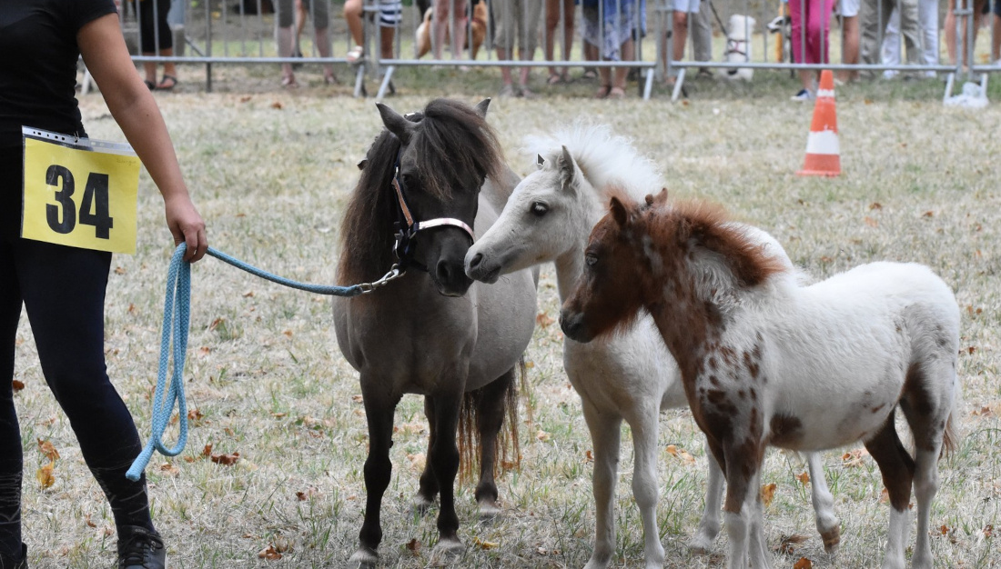 soreze_20240804_cheval_en_fete_02.jpg