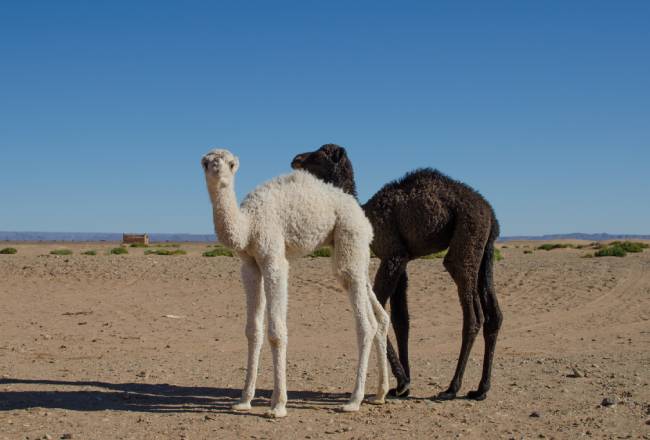 racinesdudesert_dromadaire.jpg